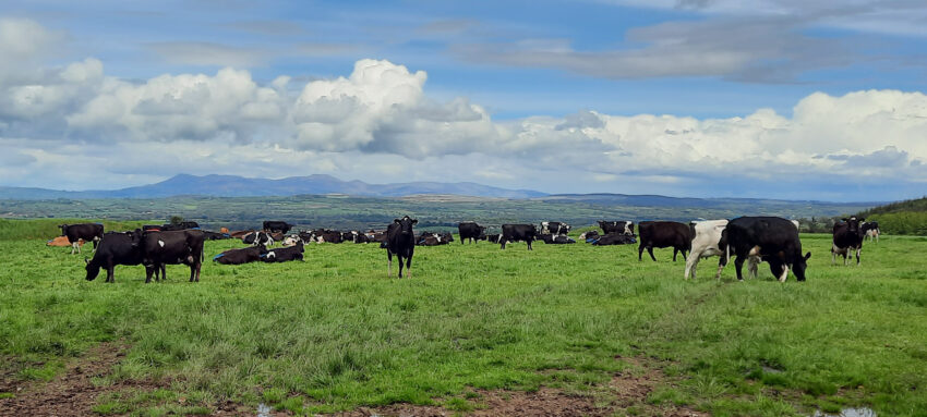 Cattle with Galtee Mountains in the background