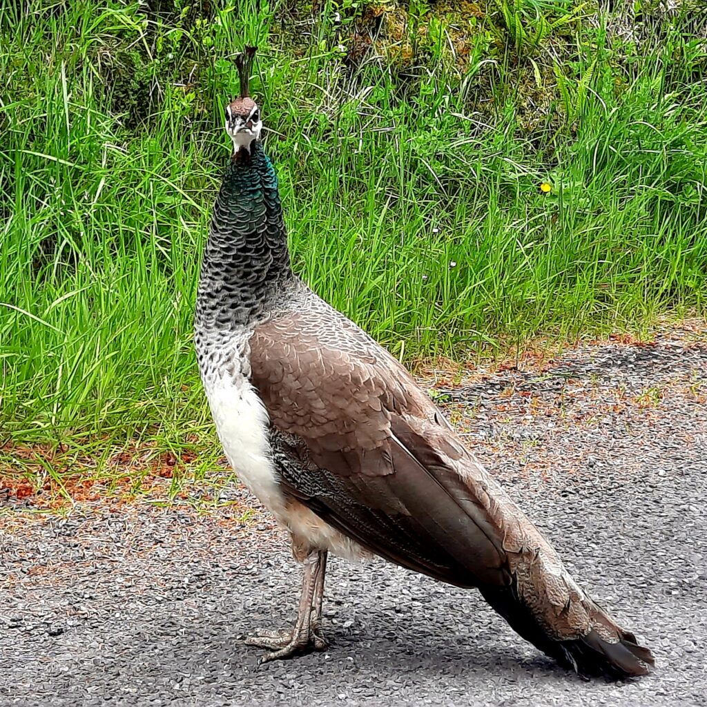 Abandoned peahen